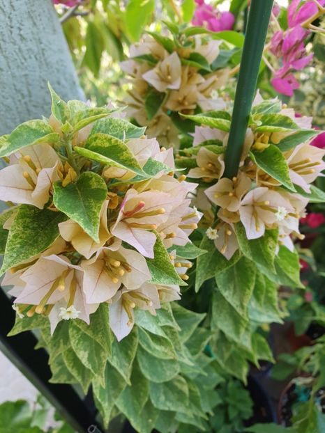  - Bouga Batik kuning