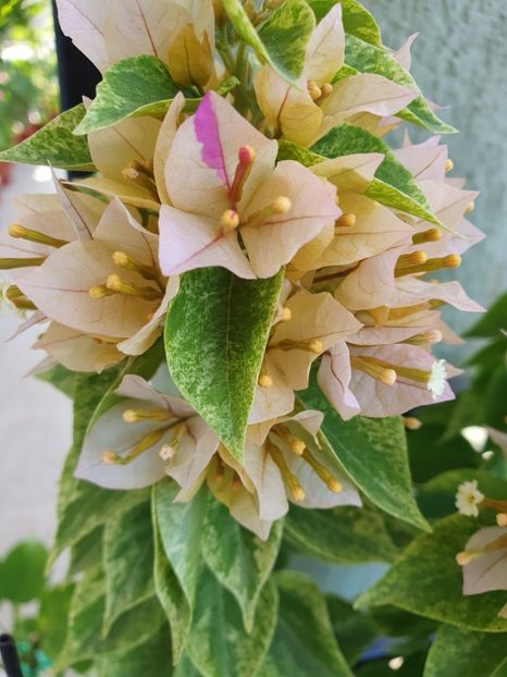  - Bouga Batik kuning