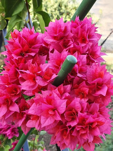  - bouga Mahara Red