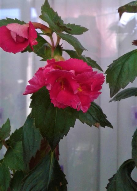  - colectia mea de achimenes 001 2020