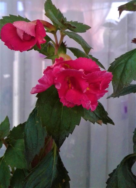  - colectia mea de achimenes 001 2020