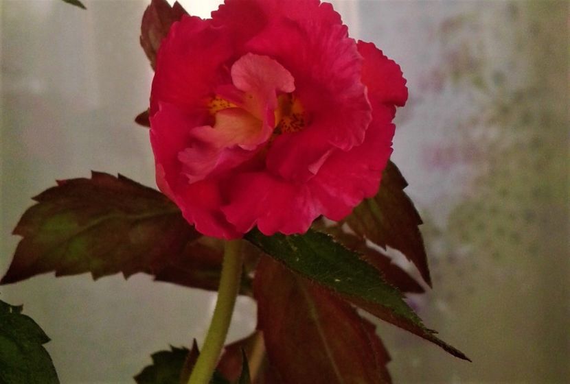  - colectia mea de achimenes 001 2020
