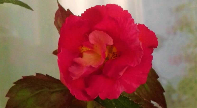  - colectia mea de achimenes 001 2020
