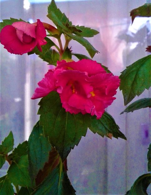  - colectia mea de achimenes 001 2020