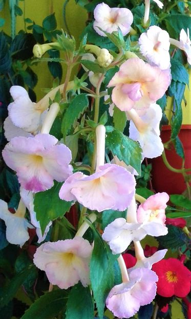  - 000012 ACHIMENES
