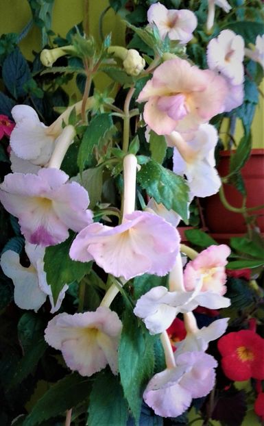  - 000012 ACHIMENES