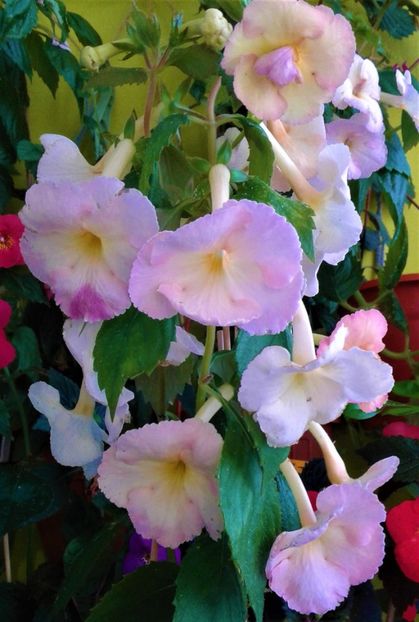  - 000012 ACHIMENES