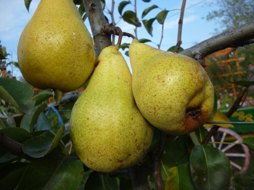 P1040970 - 1A Pomi fructiferi altoiti - toamna - 2023