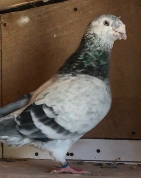 M-2017 - Masculi pentru 2021