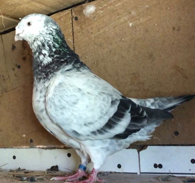  - Masculi pentru 2021