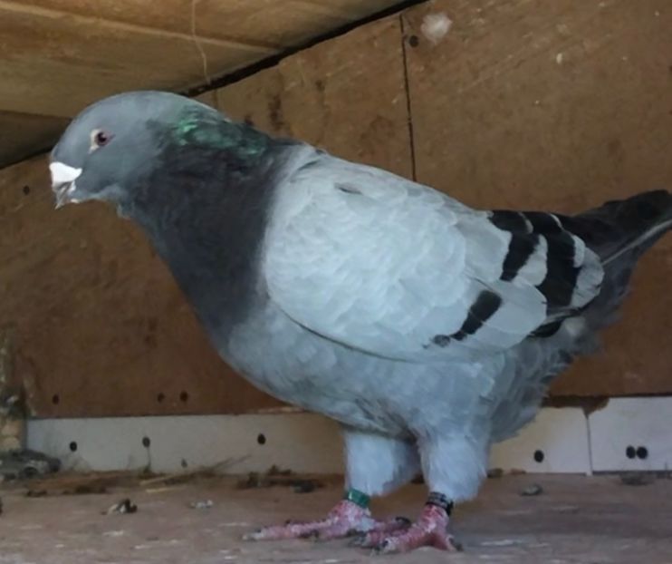 M-2019 - Masculi pentru 2021