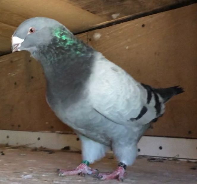  - Masculi pentru 2021