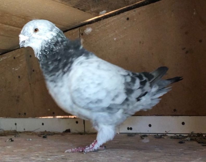 M-2017 - Masculi pentru 2021