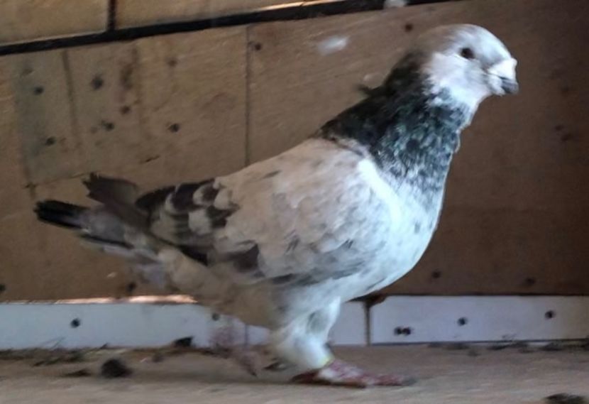  - Masculi pentru 2021