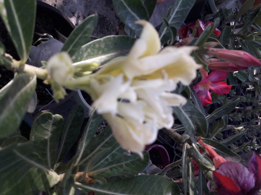  - Double White