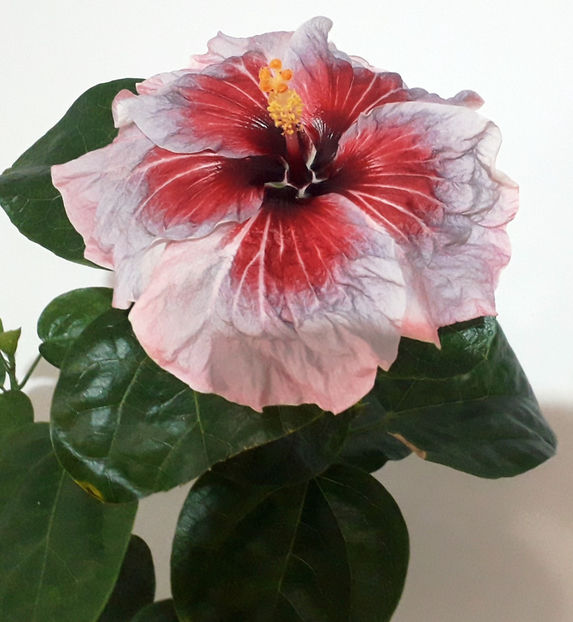  - Disponibil seminte de hibiscus tropical mix
