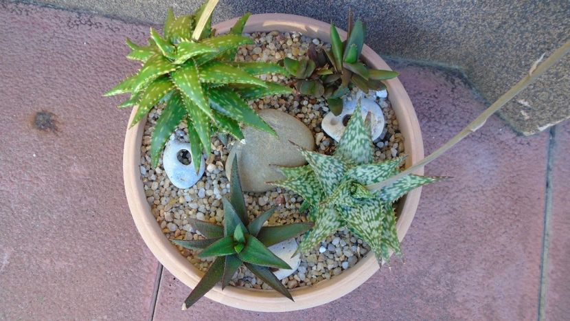 Grup de 4 Aloe - Suculente 2020