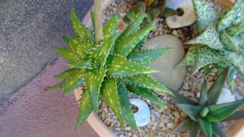 Aloe somaliensis, tija florala - Suculente 2020