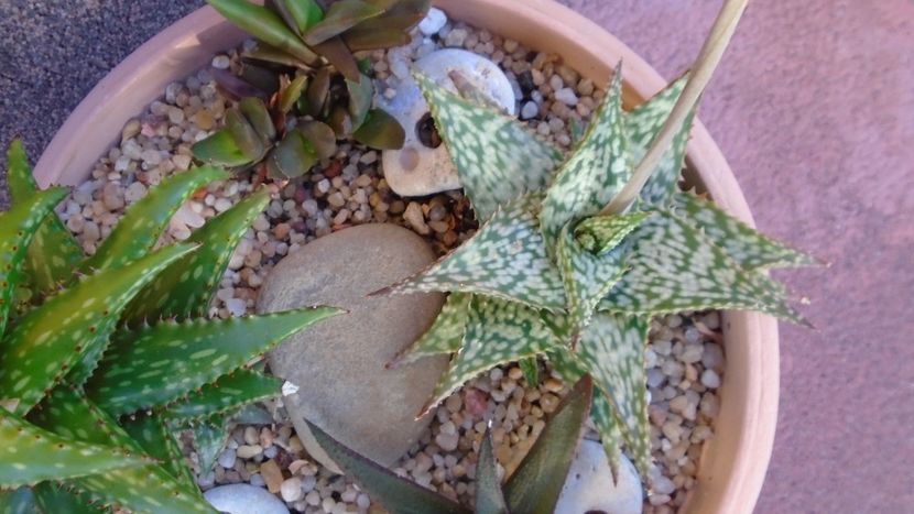 Aloe cv. Lizard Lips, tija florala - Suculente 2020