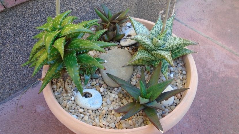 Grup de 4 Aloe - Suculente 2020