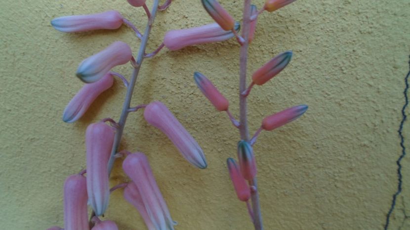 Aloe somaliensis & Aloe cv. Lizard Lips, tije florale - Suculente 2020
