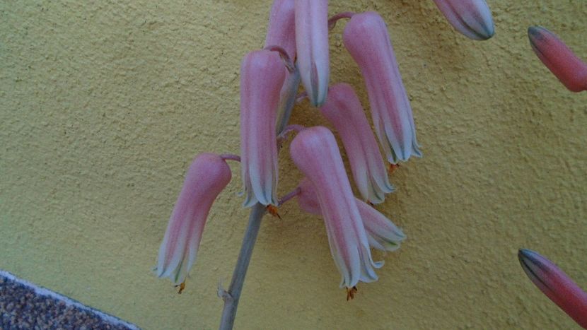 Aloe somaliensis, tija florala - Suculente 2020