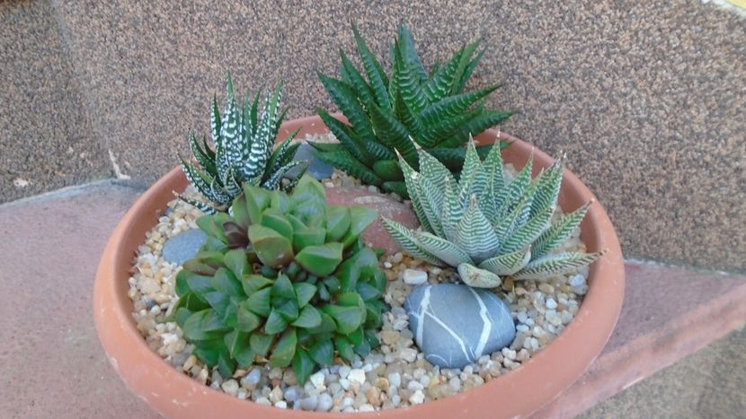 Grup de 4 Haworthia - Suculente 2020