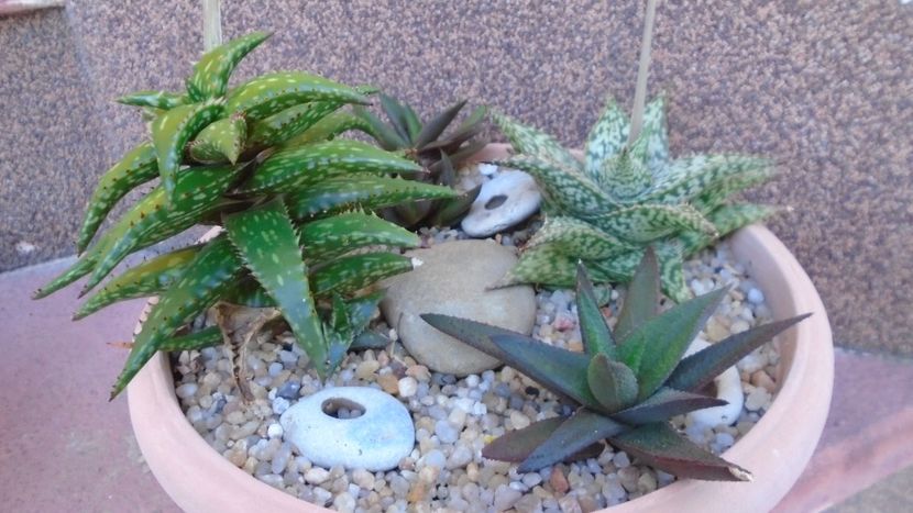 Grup de 4 Aloe - Suculente 2020