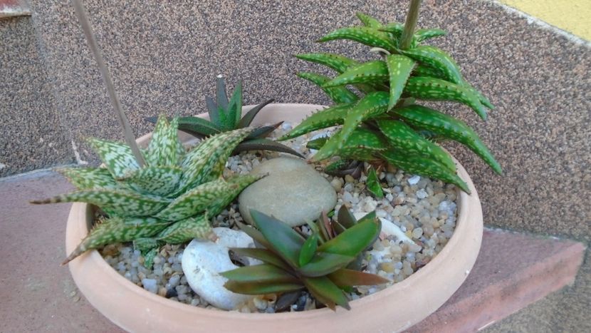 Grup de 4 Aloe - Suculente 2020