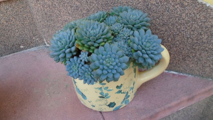 Echeveria setosa v. deminuta - Suculente 2020