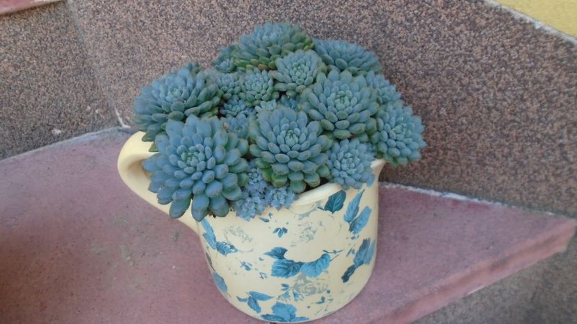 Echeveria setosa v. deminuta - Suculente 2020
