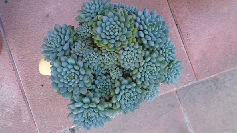Echeveria setosa v. deminuta - Suculente 2020