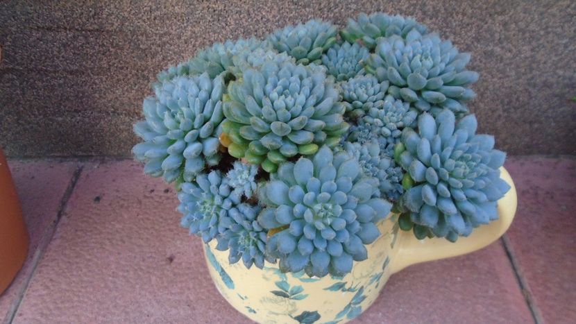 Echeveria setosa v. deminuta - Suculente 2020