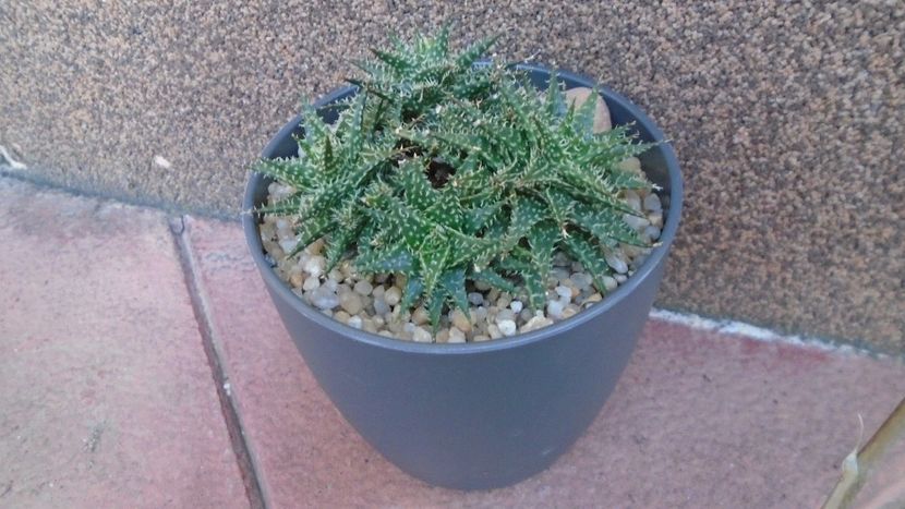 Aloe cv. Pepe - Suculente 2020