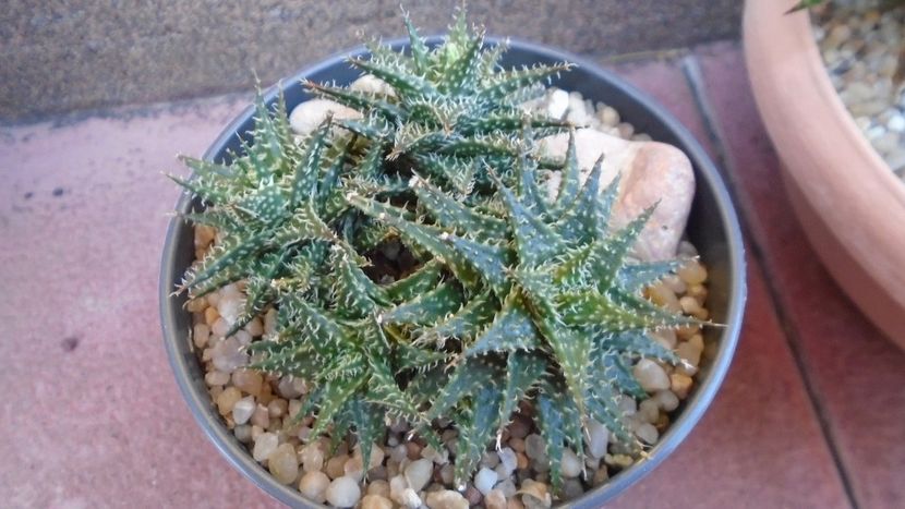 Aloe cv. Pepe - Suculente 2020