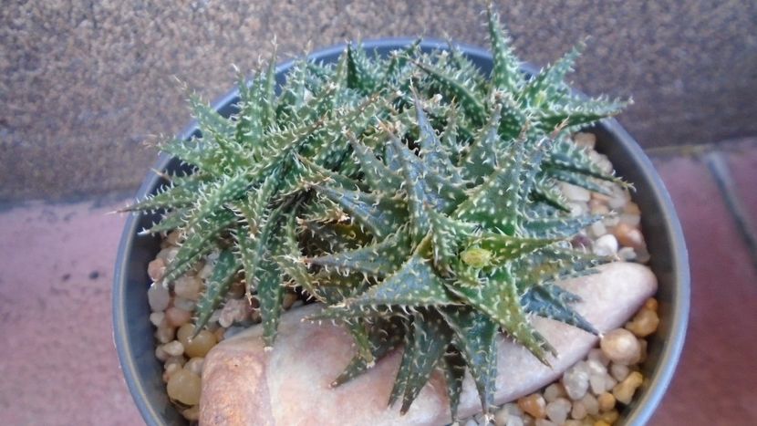 Aloe cv. Pepe - Suculente 2020