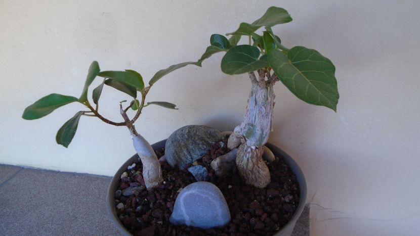 Ficus abutilifolia & Ficus burkei - Caudiciforme - pachycaule si bulboase 2020