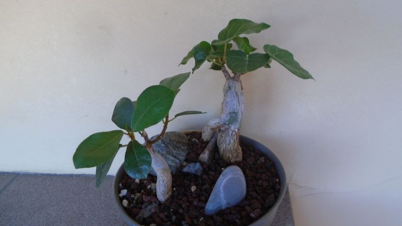 Ficus abutilifolia & Ficus burkei - Caudiciforme - pachycaule si bulboase 2020
