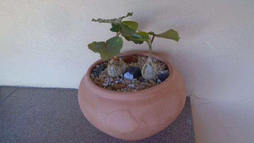 Ficus palmeri & Ficus petiolaris - Caudiciforme - pachycaule si bulboase 2020