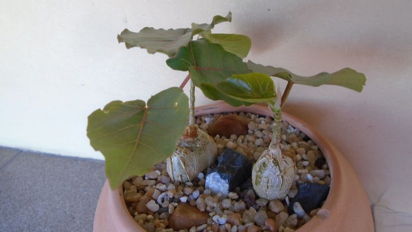 Ficus palmeri & Ficus petiolaris - Caudiciforme - pachycaule si bulboase 2020