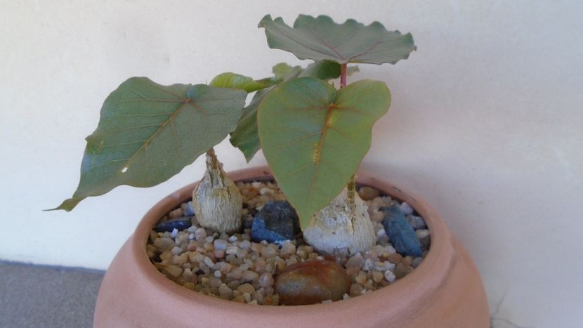 Ficus palmeri & Ficus petiolaris - Caudiciforme - pachycaule si bulboase 2020
