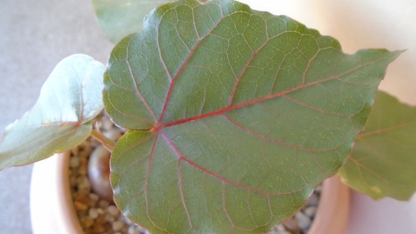 Ficus palmeri & Ficus petiolaris - Caudiciforme - pachycaule si bulboase 2020