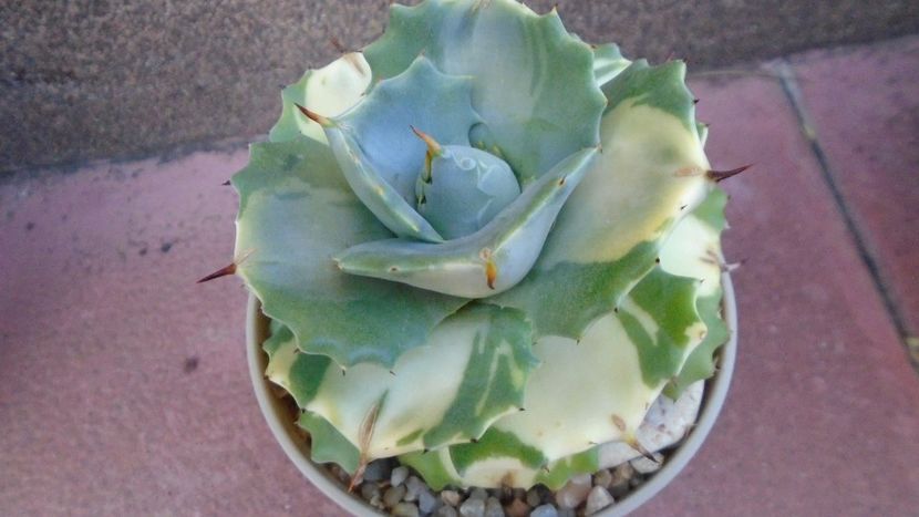 Agave isthmensis cv. Orhi Razin Shirifukurin - Agave - Yucca si Dracaena 2020