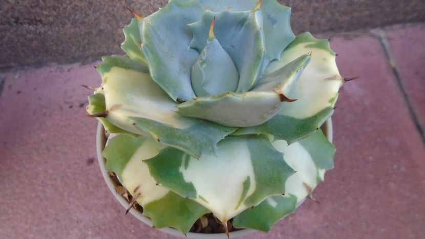 Agave isthmensis cv. Orhi Razin Shirifukurin - Agave - Yucca si Dracaena 2020