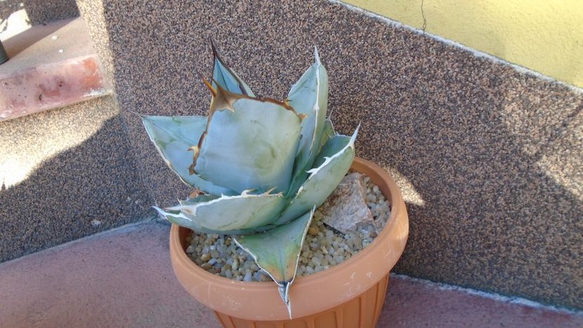 Agave titanota cv. White Ice - Agave - Yucca si Dracaena 2020