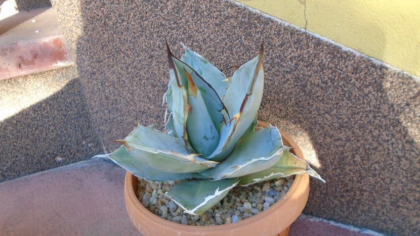 Agave titanota cv. White Ice - Agave - Yucca si Dracaena 2020