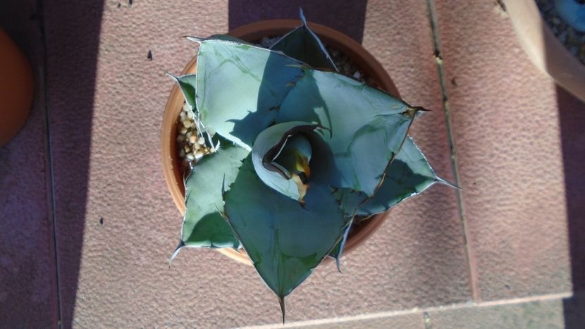 Agave titanota cv. White Ice - Agave - Yucca si Dracaena 2020