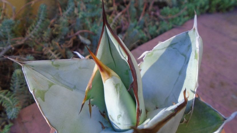 Agave titanota cv. White Ice - Agave - Yucca si Dracaena 2020