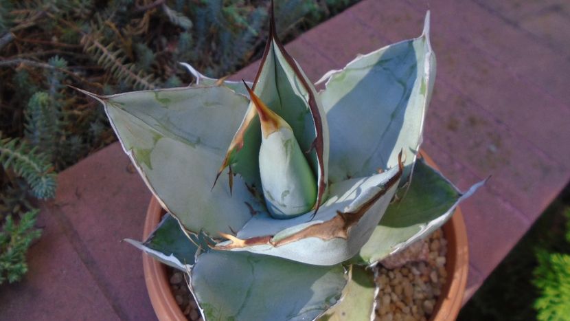 Agave titanota cv. White Ice - Agave - Yucca si Dracaena 2020