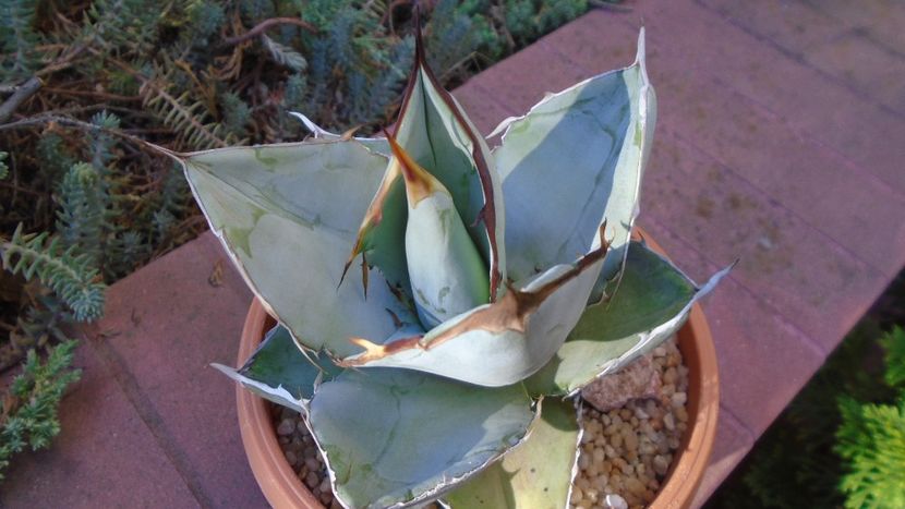 Agave titanota cv. White Ice - Agave - Yucca si Dracaena 2020